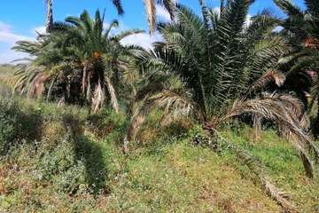 Abandono del Parque de las Mil Palmeras del Valle de Jinámar/TA.
